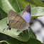 Azure Hairstreak