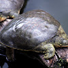 Softshell Turtle