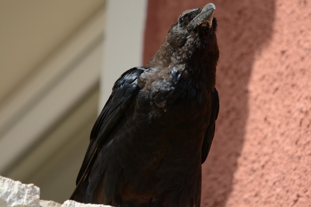 brown-necked raven