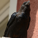 brown-necked raven