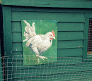 Chicken Mural 