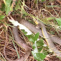 Eastern Yellow Bellied Racer