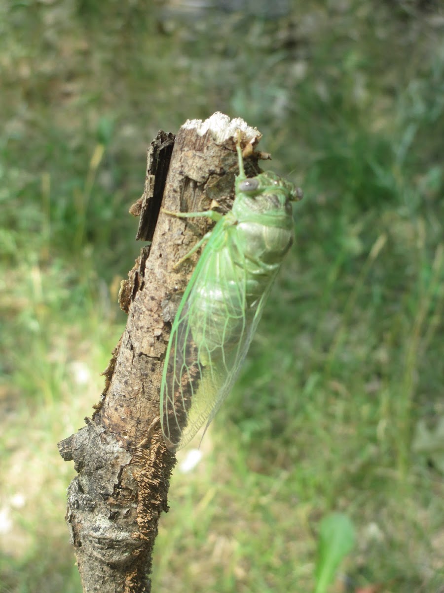 Cicada Bug