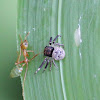 Black Crab Spider & Green Tree Ant