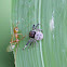 Black Crab Spider & Green Tree Ant