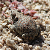 Red-spotted Toad