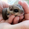 Eastern Flying Squirrel