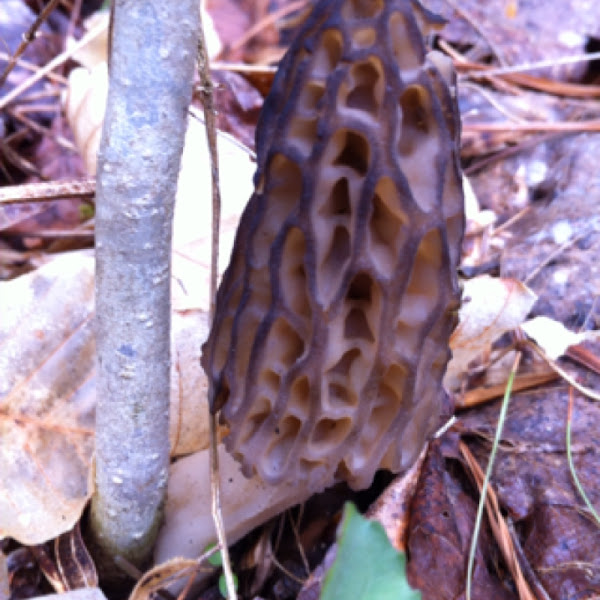 Black morel Project Noah