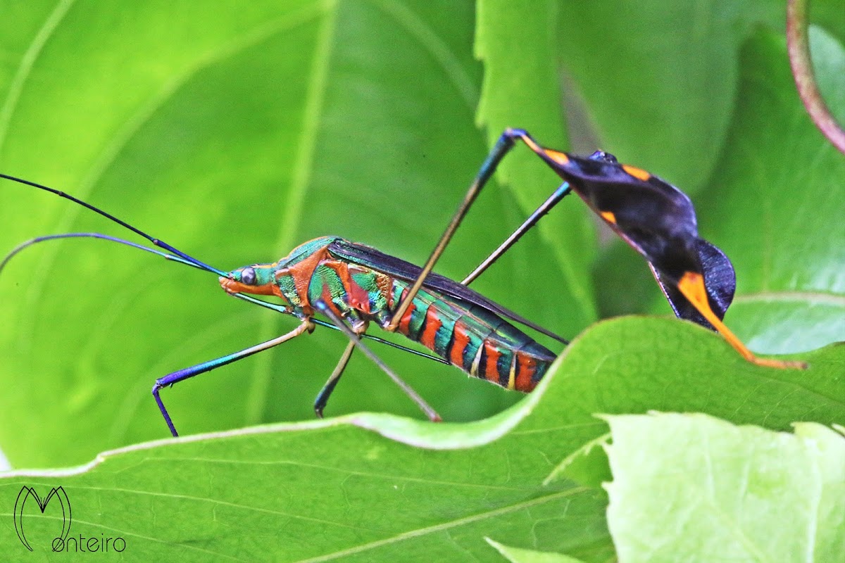 Percevejo-do-maracujá (Passion fruit bug)