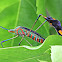Percevejo-do-maracujá (Passion fruit bug)