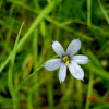 Blue-eyed Grass