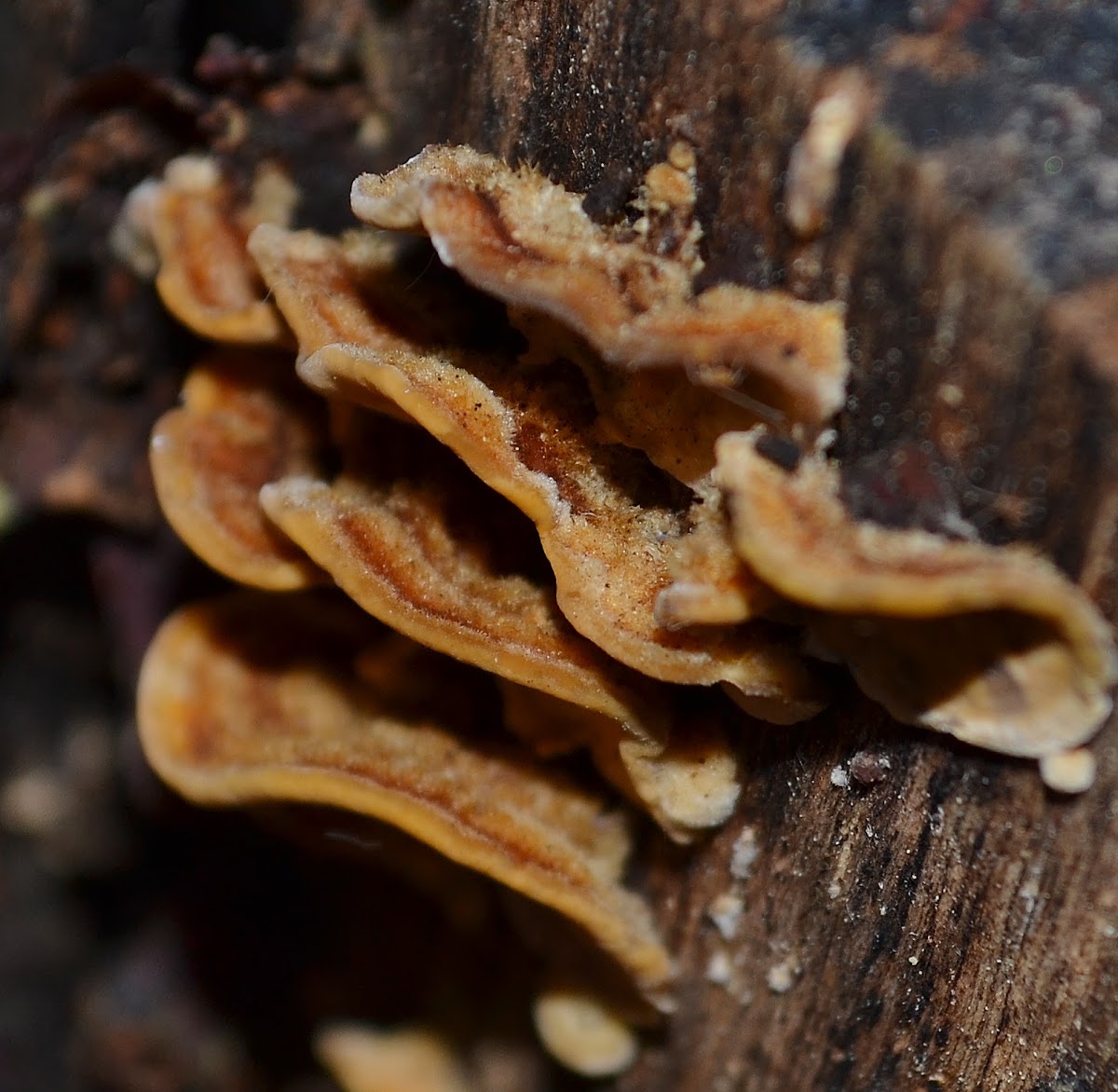 Crust Fungus