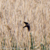 Pallid Swift; Vencejo Pálido