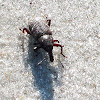 Snout beetle or weevil