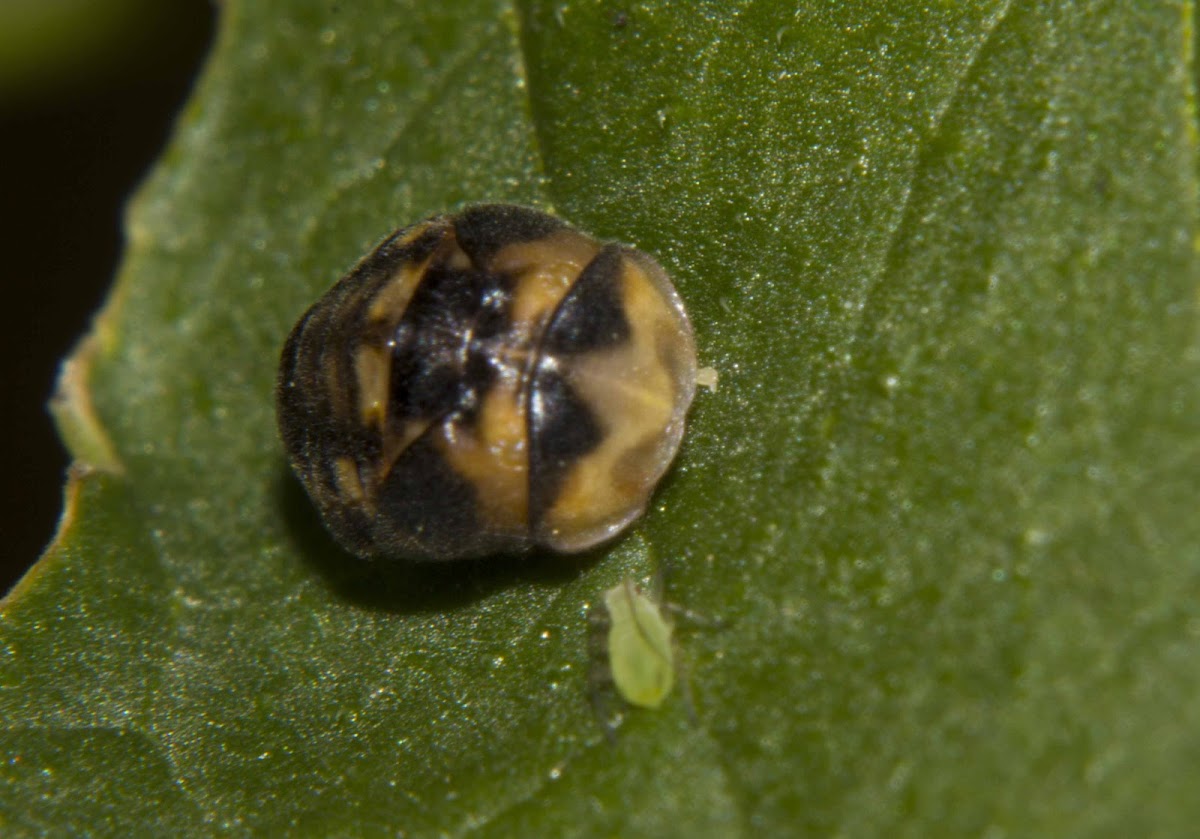 Fungus-eating Ladybird (larvae)