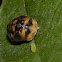 Fungus-eating Ladybird (larvae)