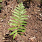 Shield fern