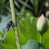 Dragonfly, male