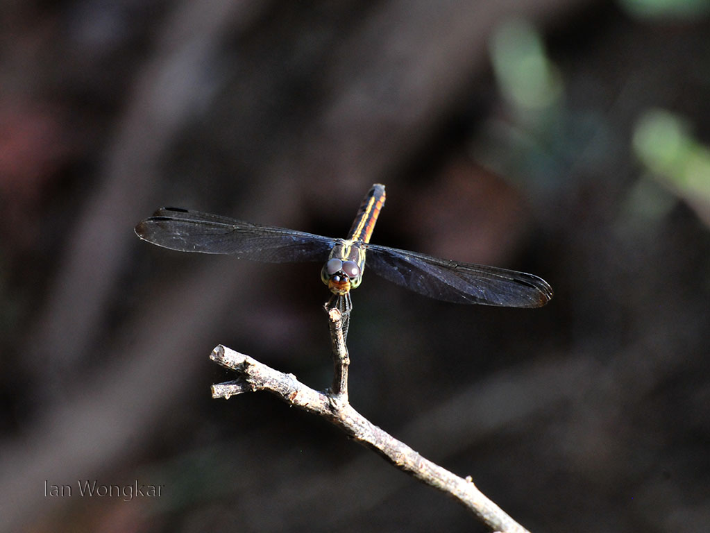 Dragonfly