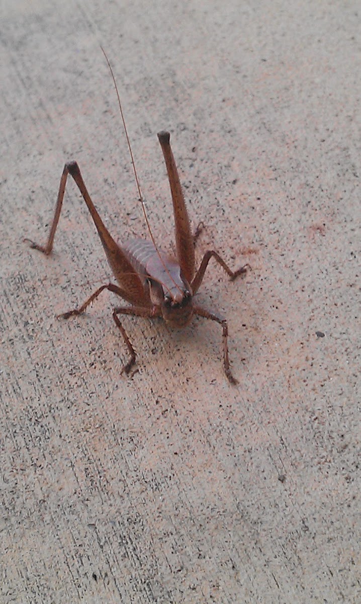 grasshopper?