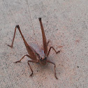 grasshopper?