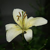 Lily (Giglio)