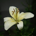 Lily (Giglio)