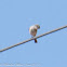Southern Grey Shrike; Alcaudón Real