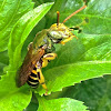 Metallic Sweat Bee ♂