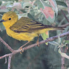 Yellow Warbler