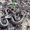 Common  garter snake