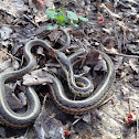 Common  garter snake