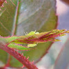 Green Rose Aphid