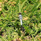 Black-tailed Skimmer