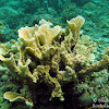 Porous Lettuce Coral