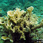 Porous Lettuce Coral