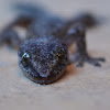 Small-scaled Leaf-toed Gecko