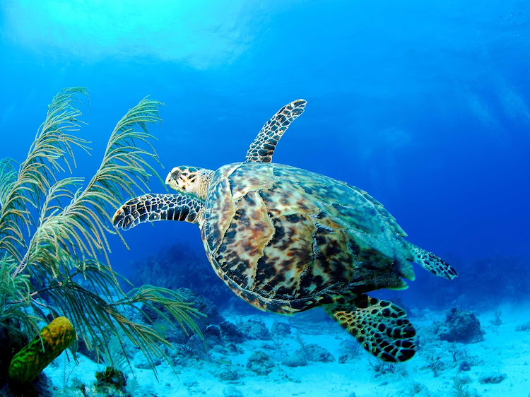 A sea turtle in the Cayman Islands.