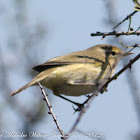 Chiffchaff; Mosquitero Común