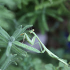 Praying Mantis