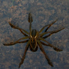 Six-spotted Fishing Spiders