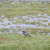 Northern Lapwing