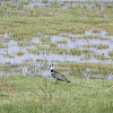 Northern Lapwing