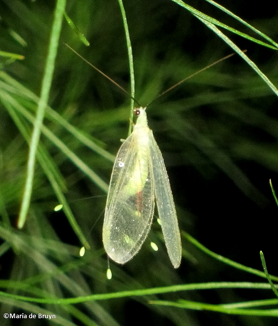 Green lacewing laying eggs