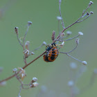Lady beetle pupa