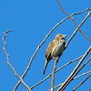 Song Sparrow