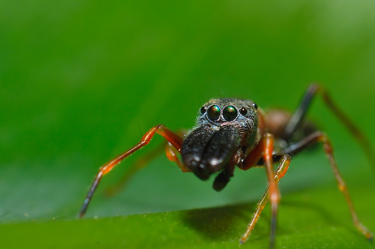 Ant mimic Jumping spider