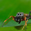 Ant mimic Jumping spider