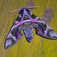 Oleander Hawk-moth