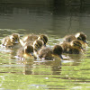 Baby mallards